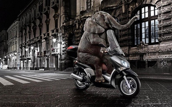 Elephant riding a motorcycle funny s